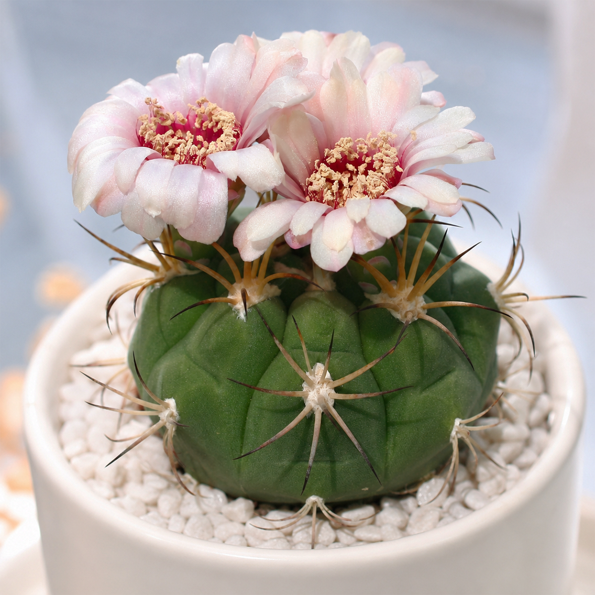 Gymnocalycium pflanzii var. albipulpa