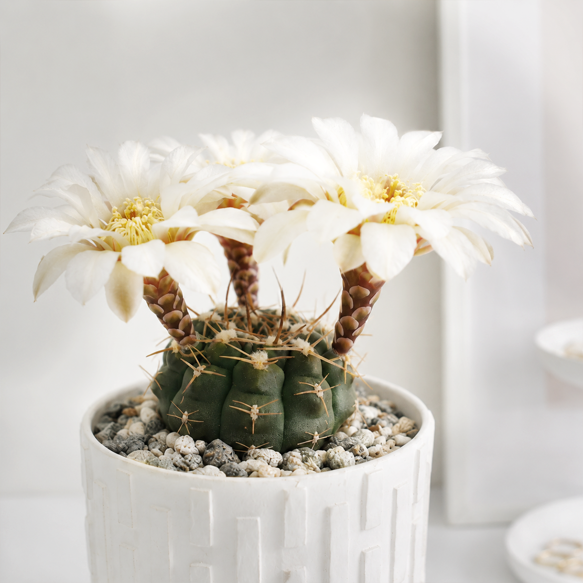 Gymnocalycium schroederianum