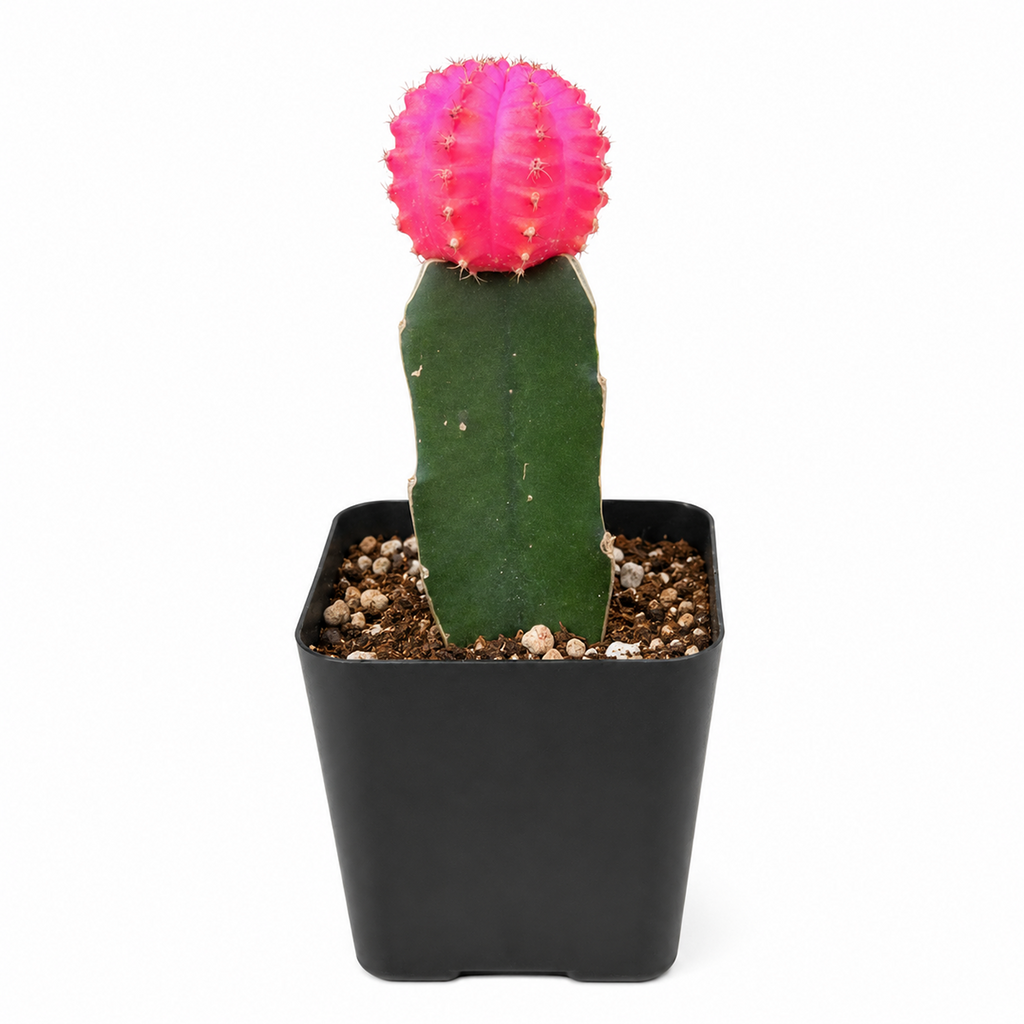 Gymnocalycium mihanovichii - Grafted Moon Cactus (Pink)