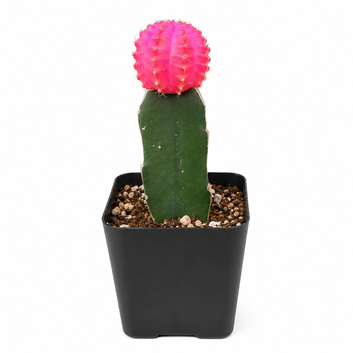Gymnocalycium mihanovichii - Grafted Moon Cactus (Pink)