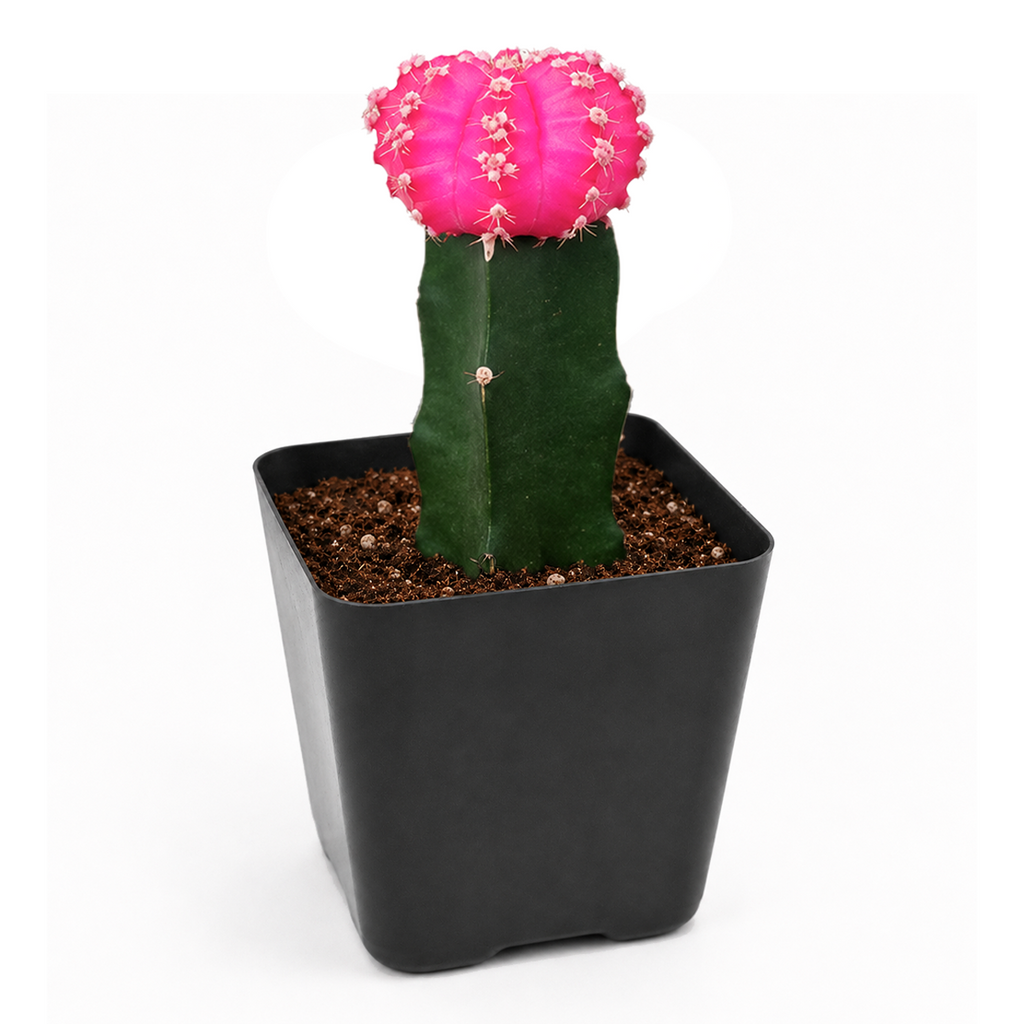 Gymnocalycium mihanovichii - Grafted Moon Cactus (Pink)