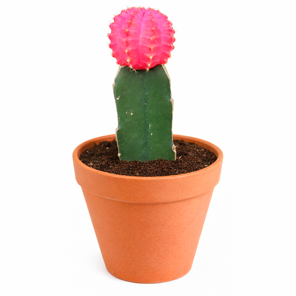 Gymnocalycium mihanovichii - Grafted Moon Cactus (Pink)