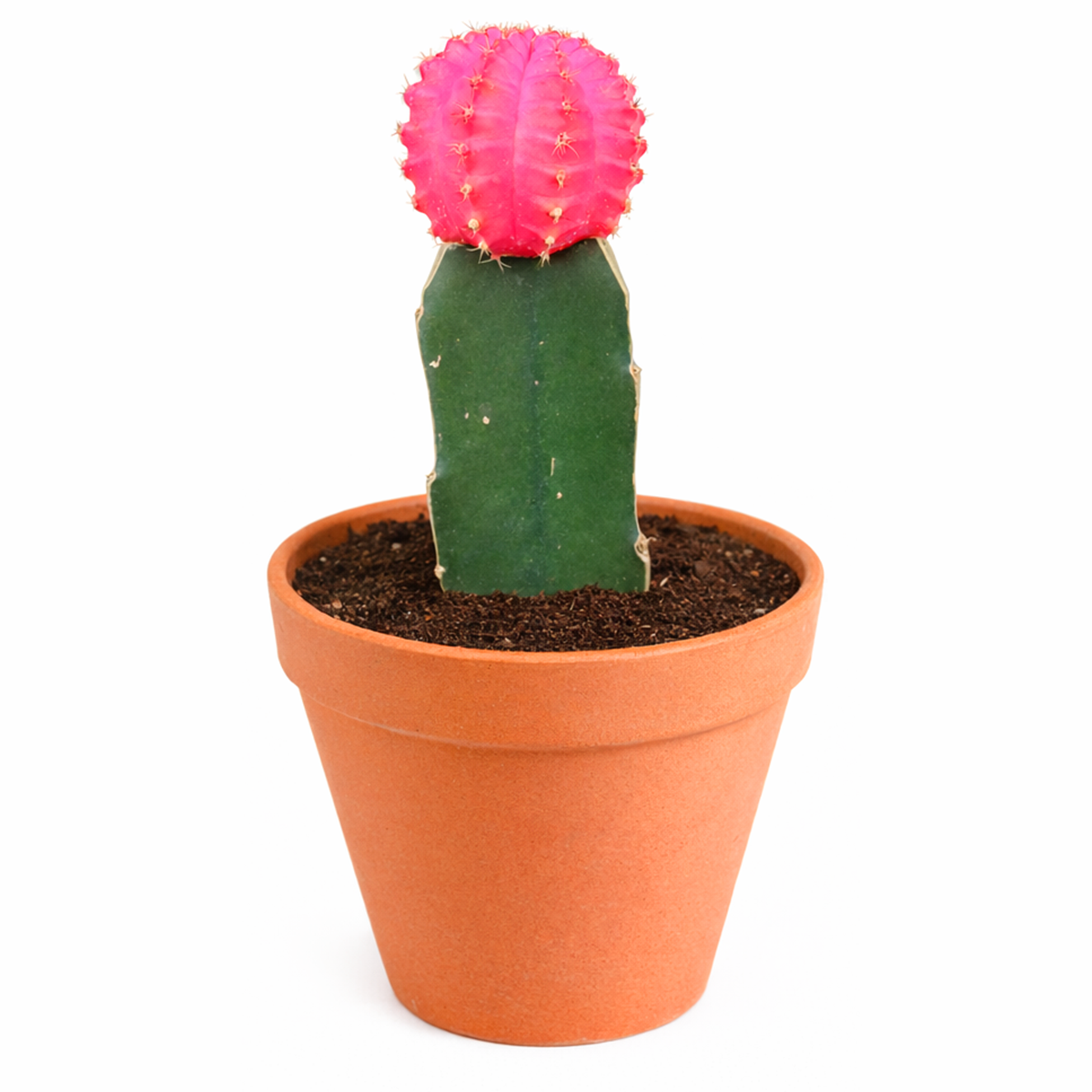 Gymnocalycium mihanovichii - Grafted Moon Cactus (Pink)