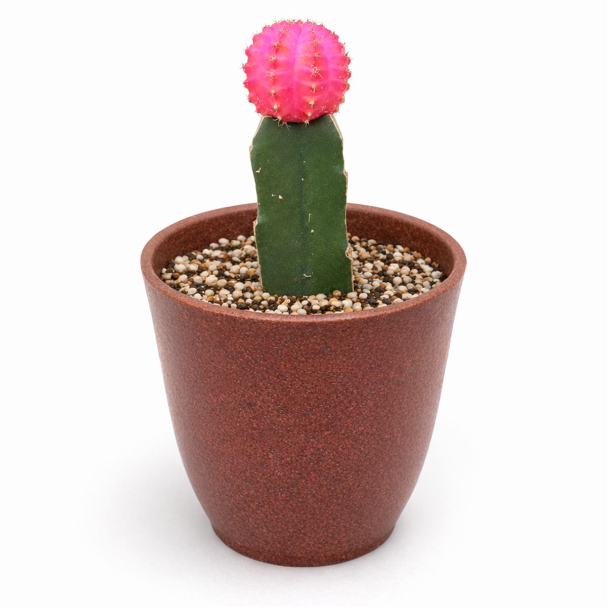 Gymnocalycium mihanovichii - Grafted Moon Cactus (Pink)