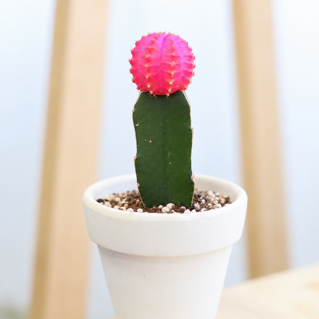 Gymnocalycium mihanovichii - Grafted Moon Cactus (Pink)
