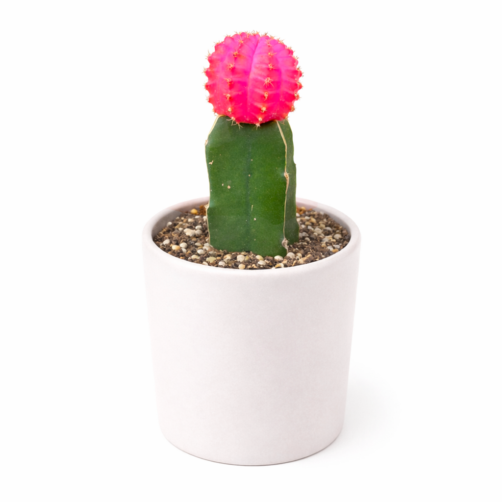 Gymnocalycium mihanovichii - Grafted Moon Cactus (Pink)
