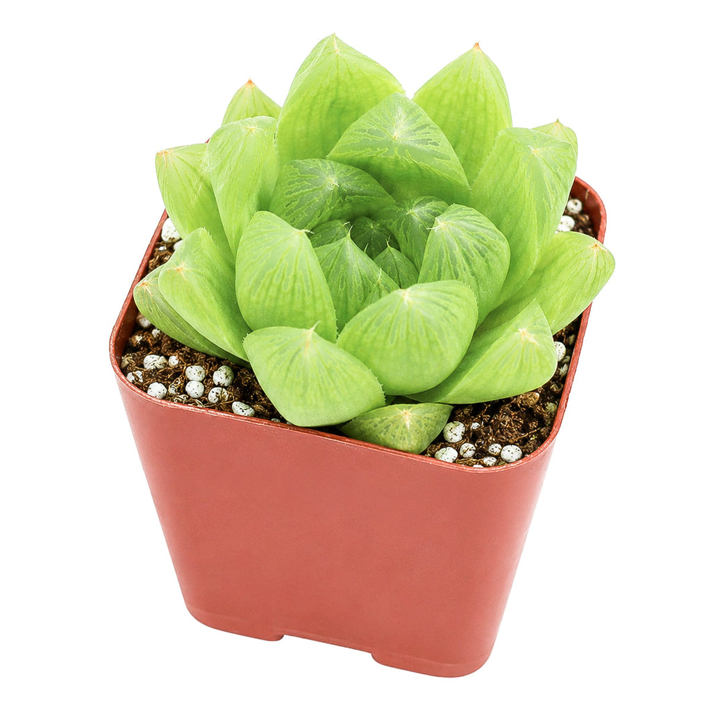 Haworthia cymbiformis var. incurvula