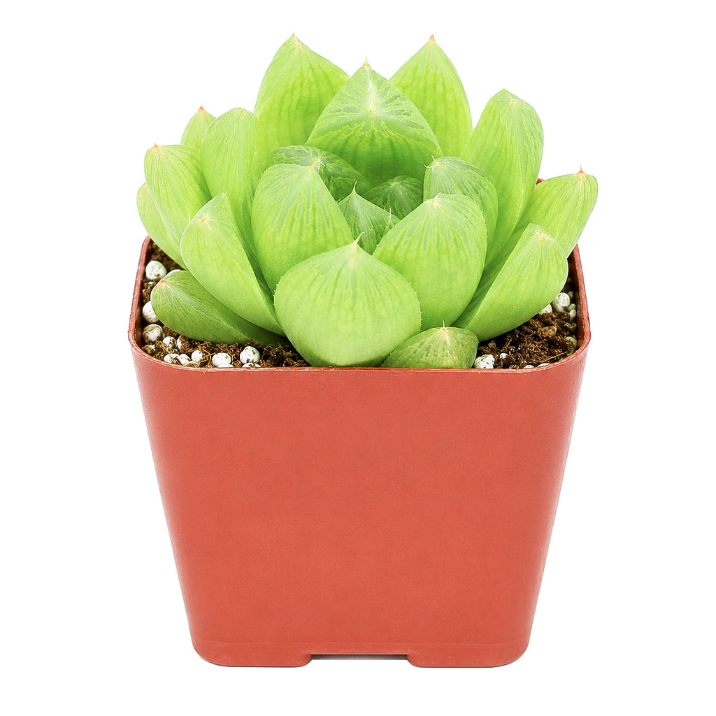 Haworthia cymbiformis var. incurvula
