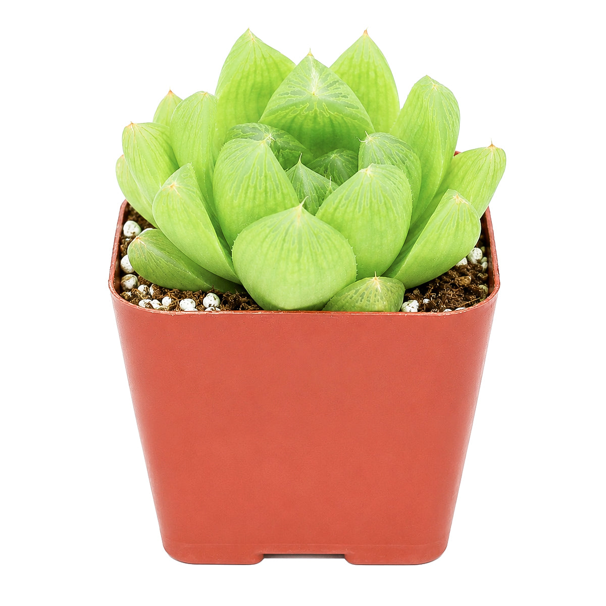 Haworthia cymbiformis var. incurvula