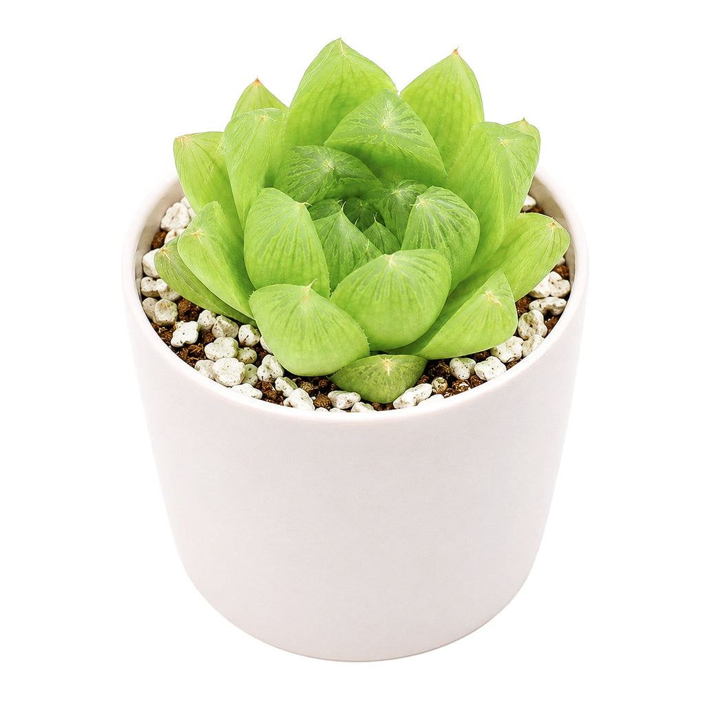 Haworthia cymbiformis var. incurvula