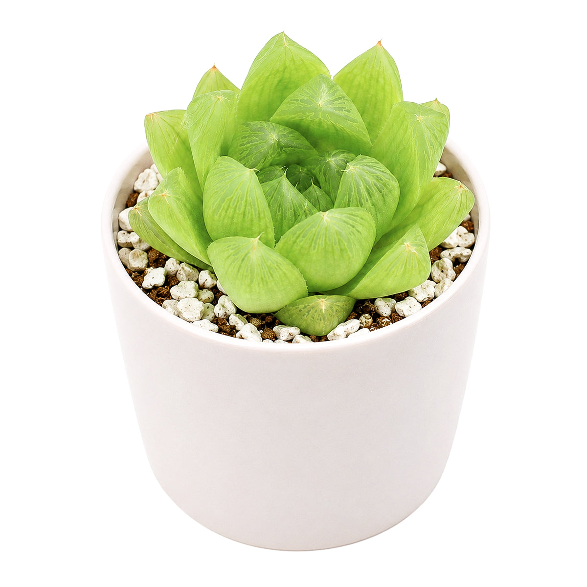 Haworthia cymbiformis var. incurvula