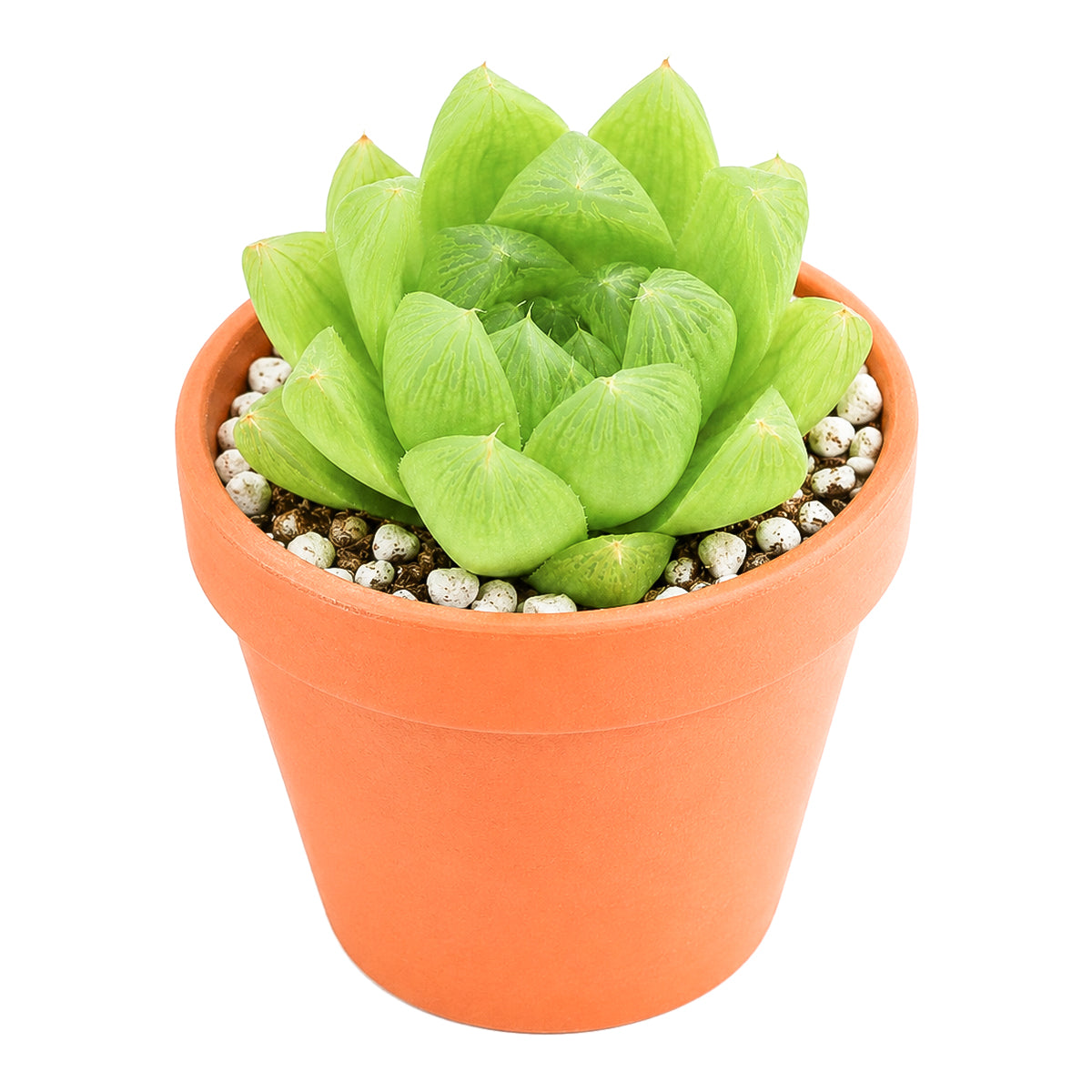 Haworthia cymbiformis var. incurvula