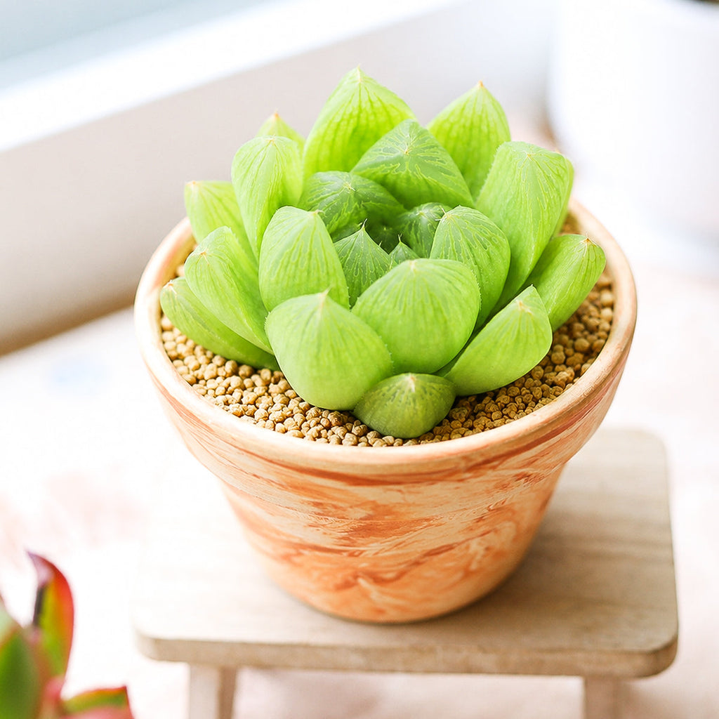 Haworthia cymbiformis var. incurvula