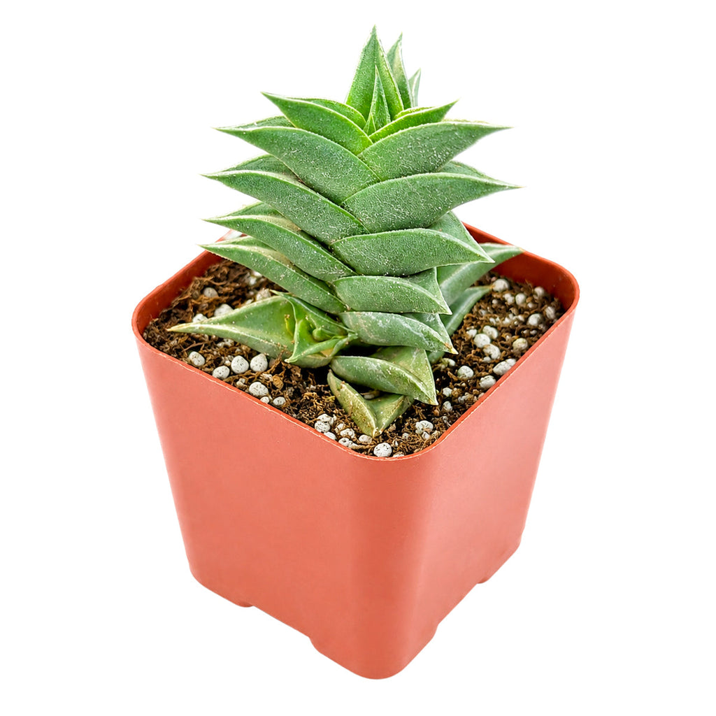Haworthia viscosa