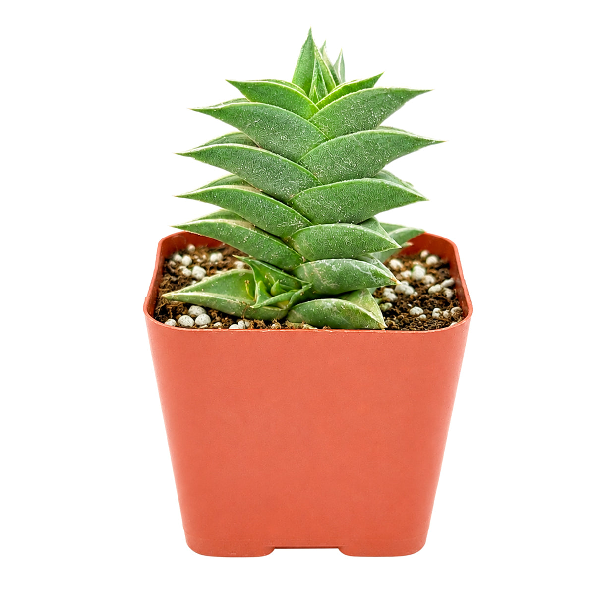 Haworthia viscosa