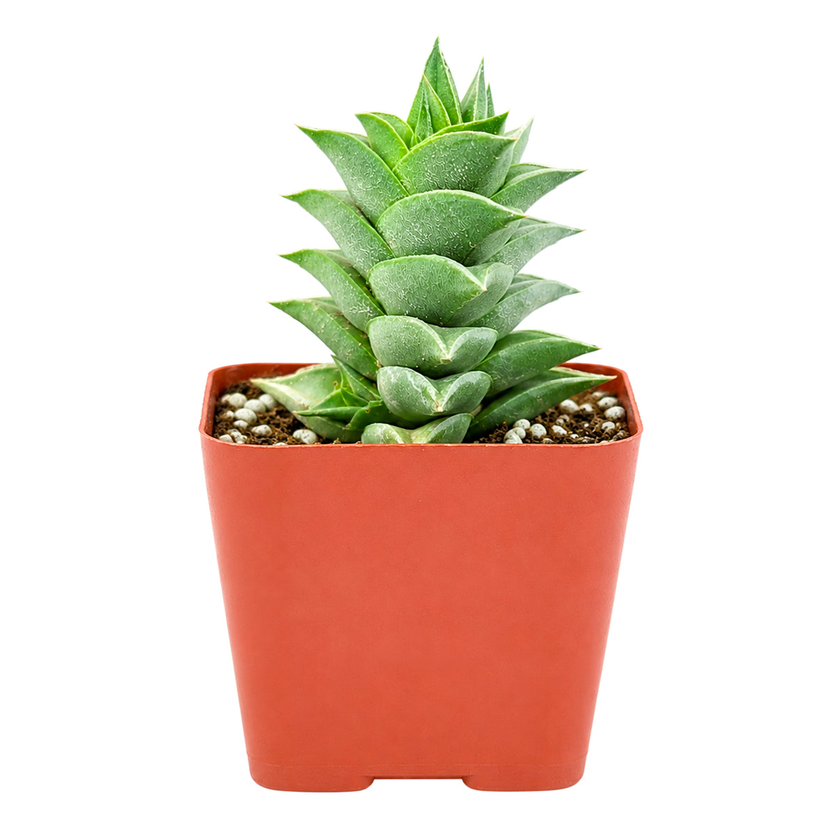 Haworthia viscosa