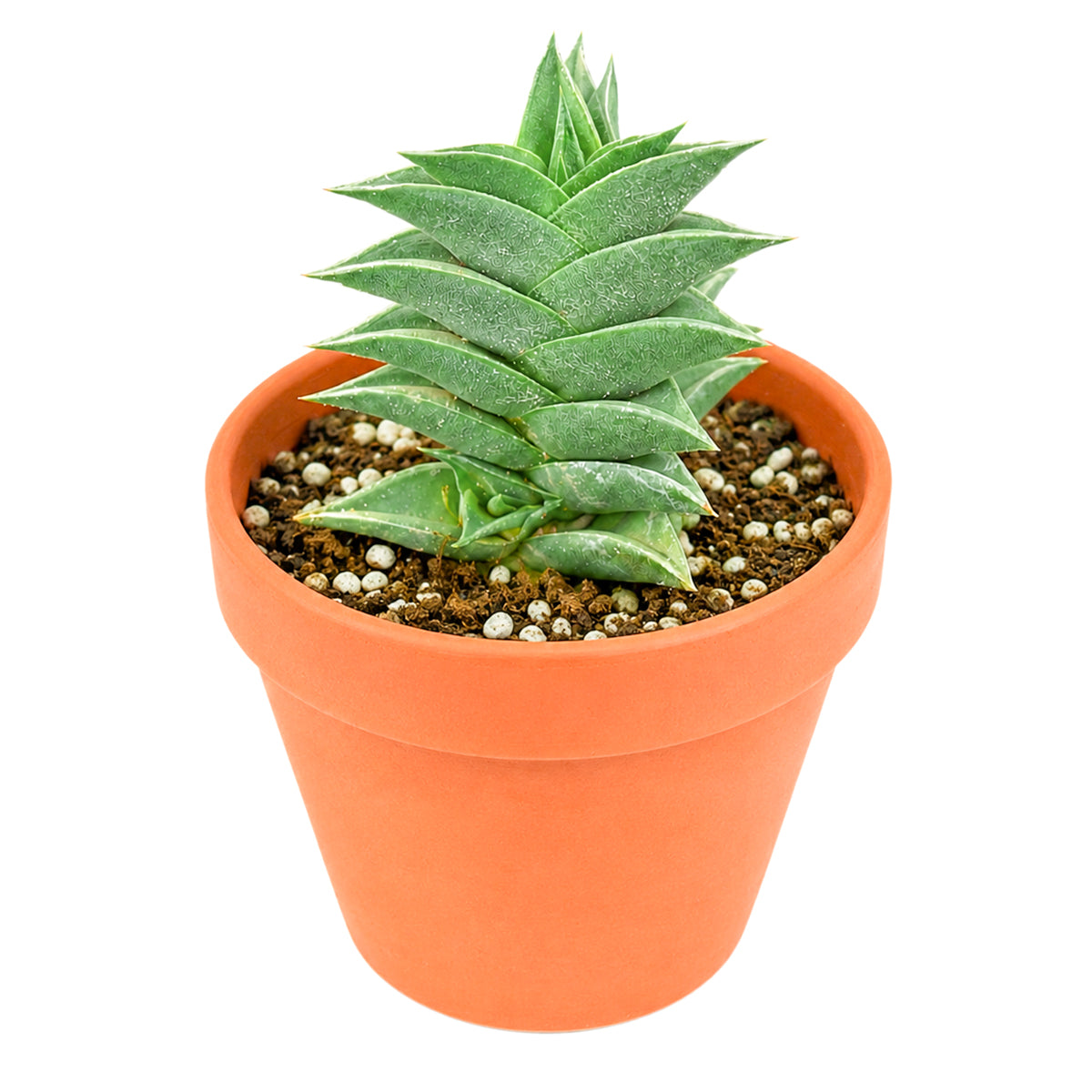 Haworthia viscosa