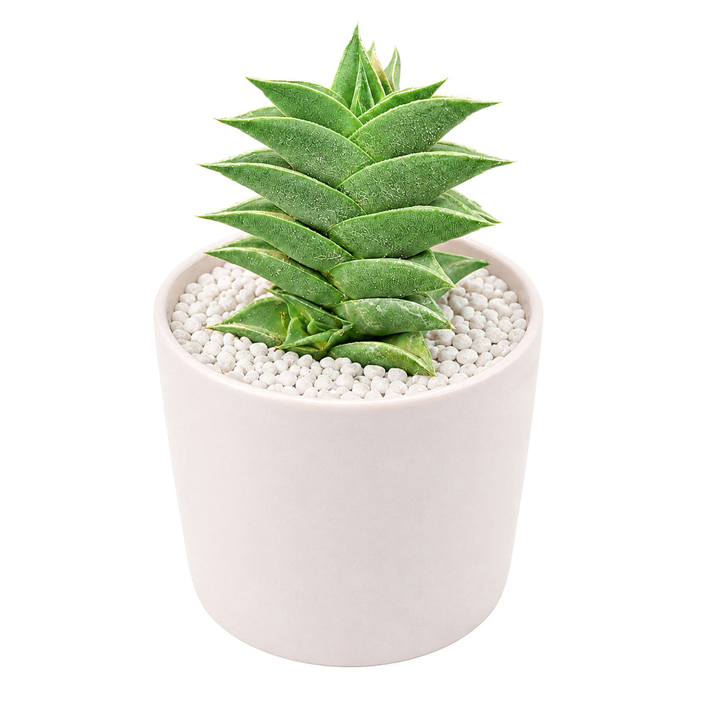 Haworthia viscosa