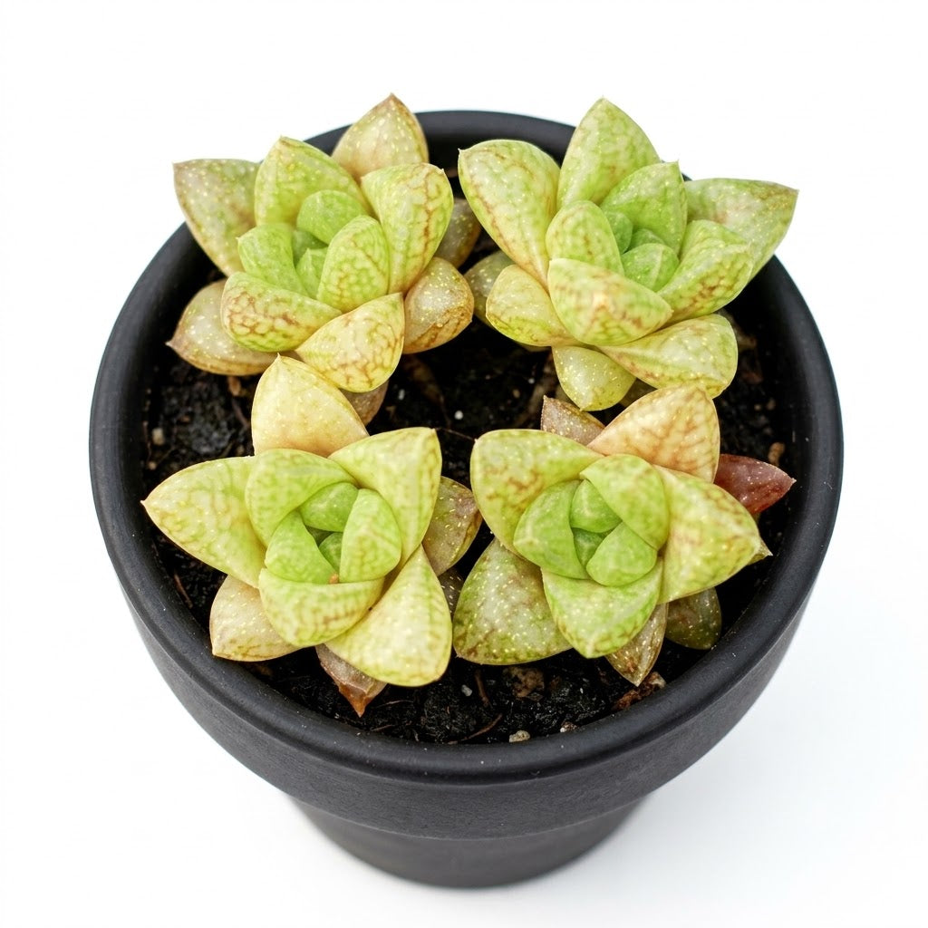Haworthia reticulata var. hurlingii