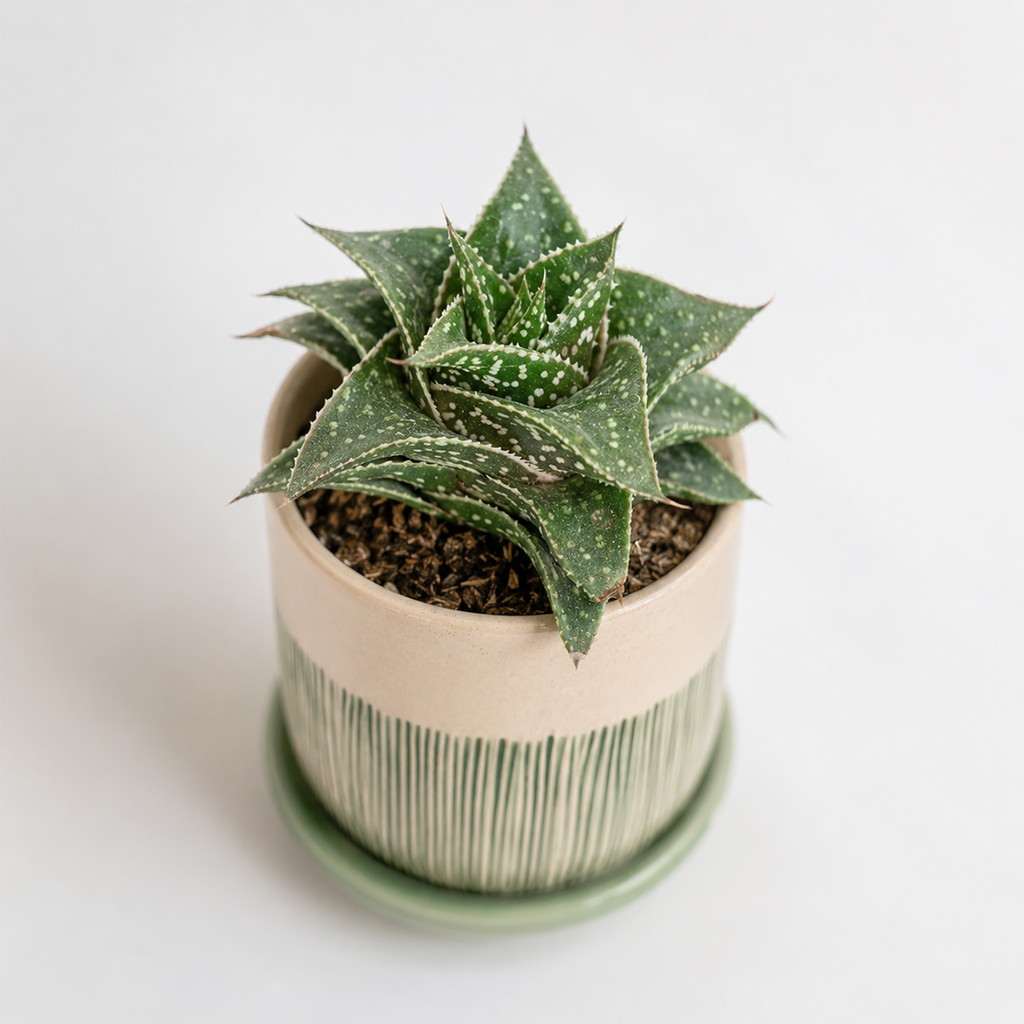Haworthia 'Bushman'
