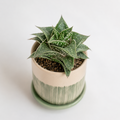 Haworthia 'Bushman'
