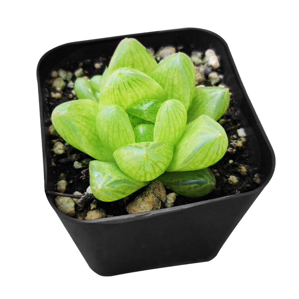 Haworthia cymbiformis var. transiens