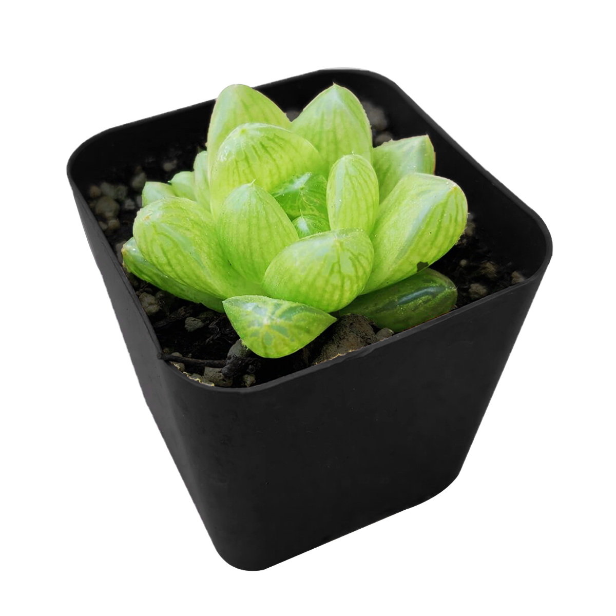 Haworthia cymbiformis var. transiens