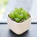 Haworthia cymbiformis var. transiens