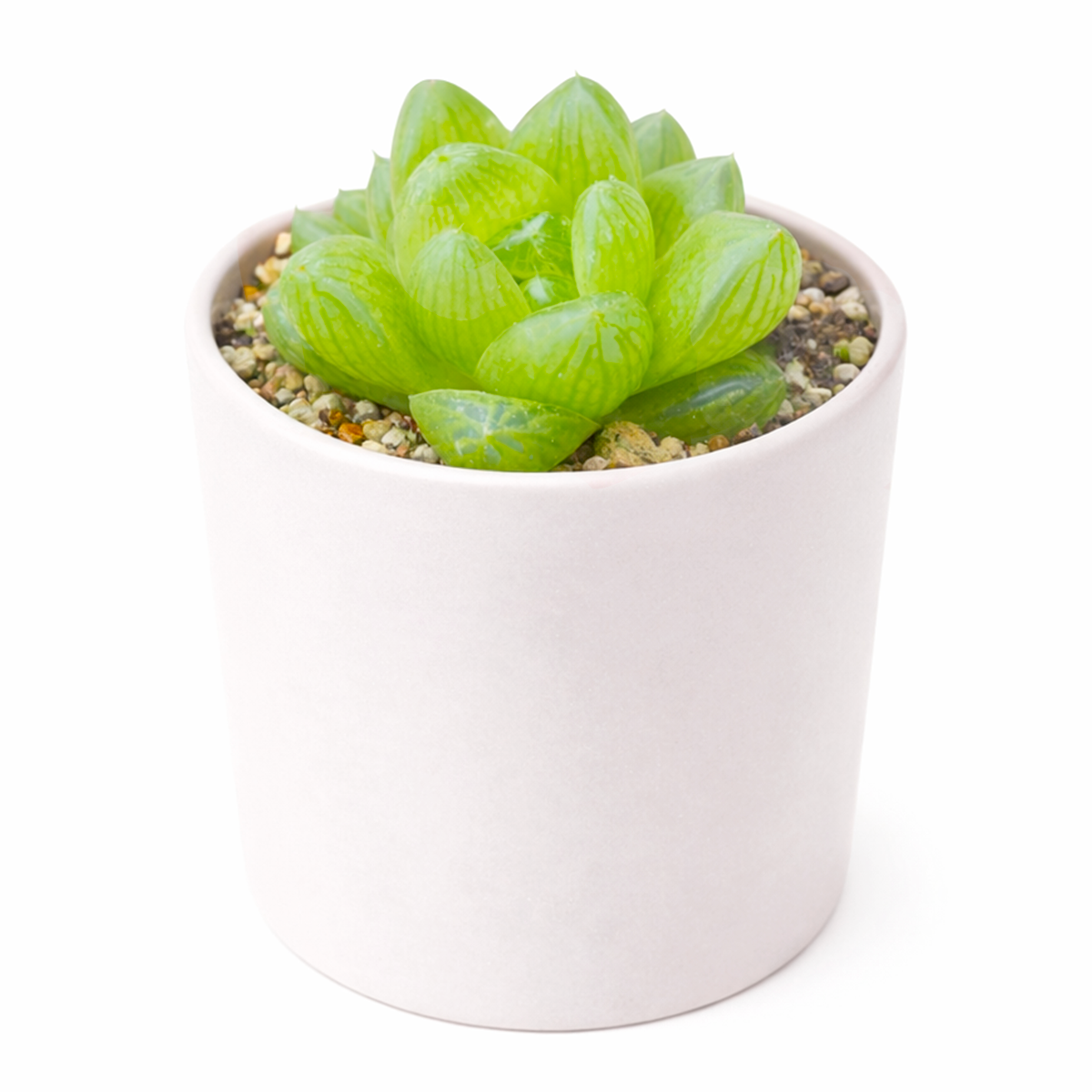 Haworthia cymbiformis var. transiens