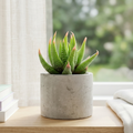 Haworthia glabrata