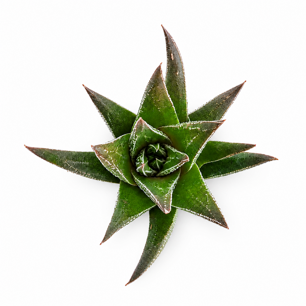 Haworthia herbacea