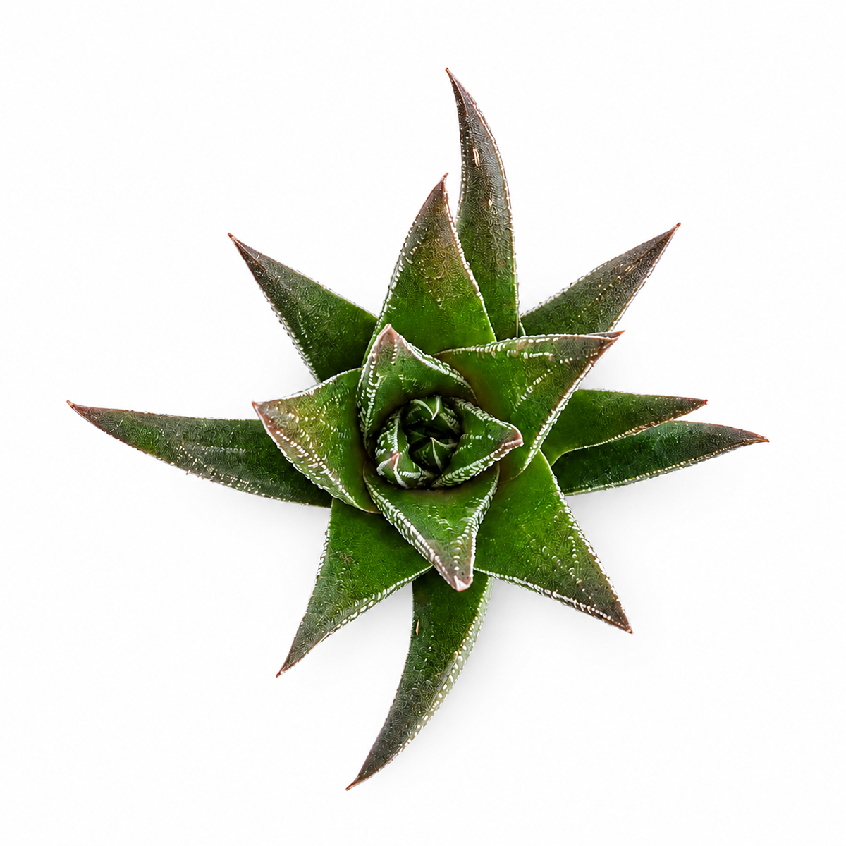 Haworthia herbacea