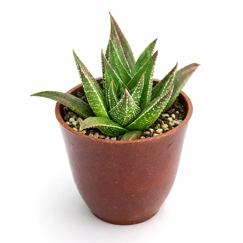 Haworthia herbacea