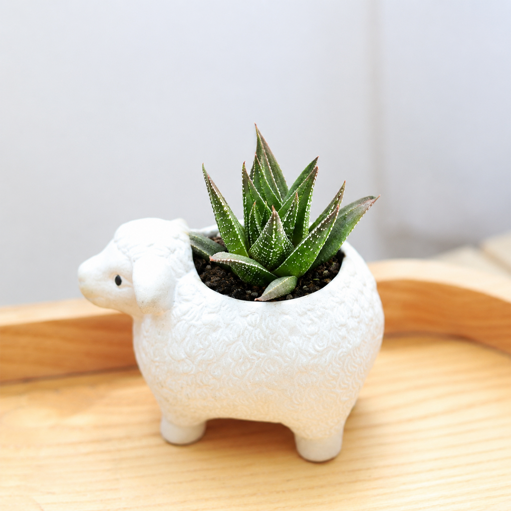 Haworthia herbacea