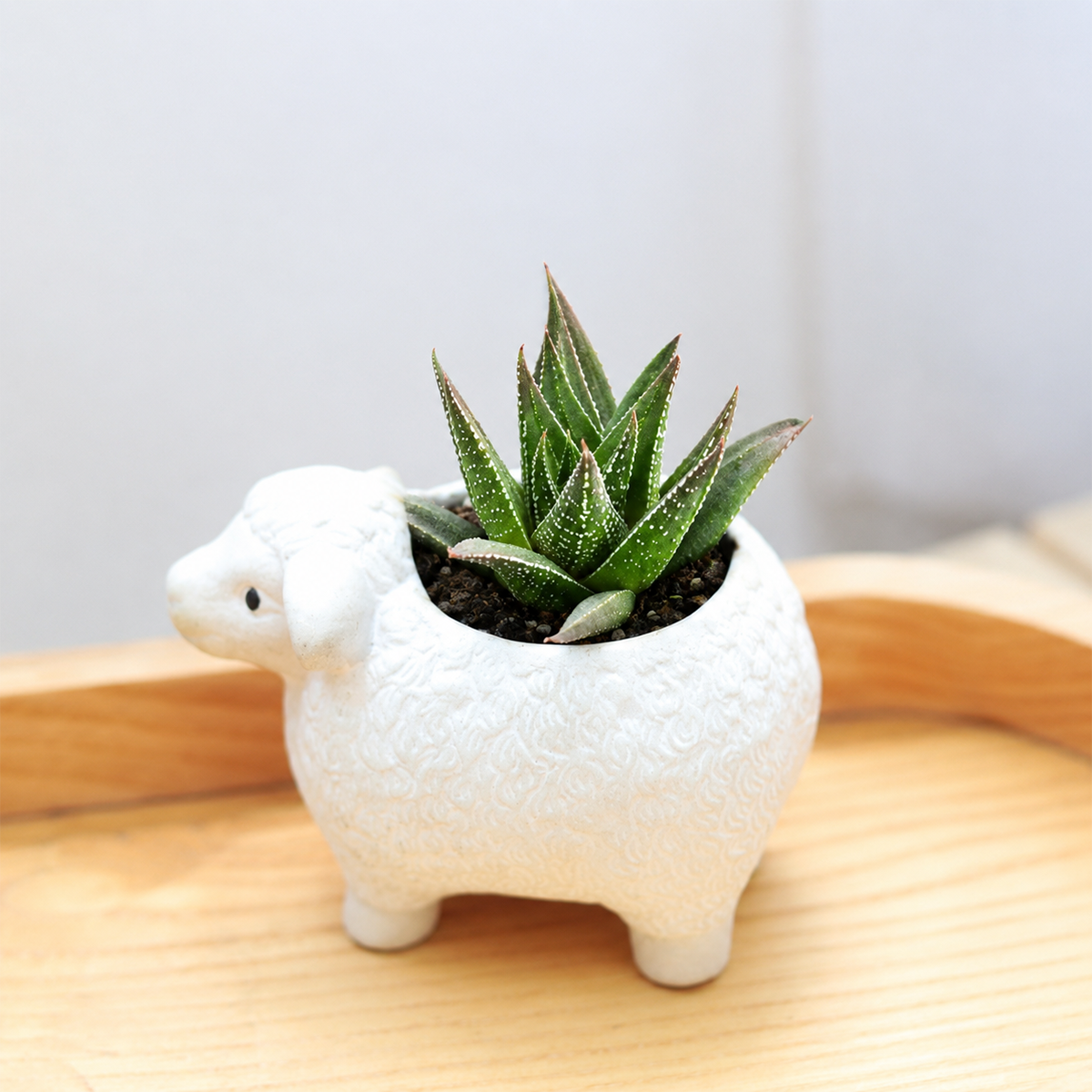 Haworthia herbacea