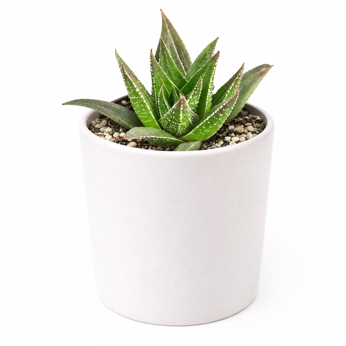 Haworthia herbacea