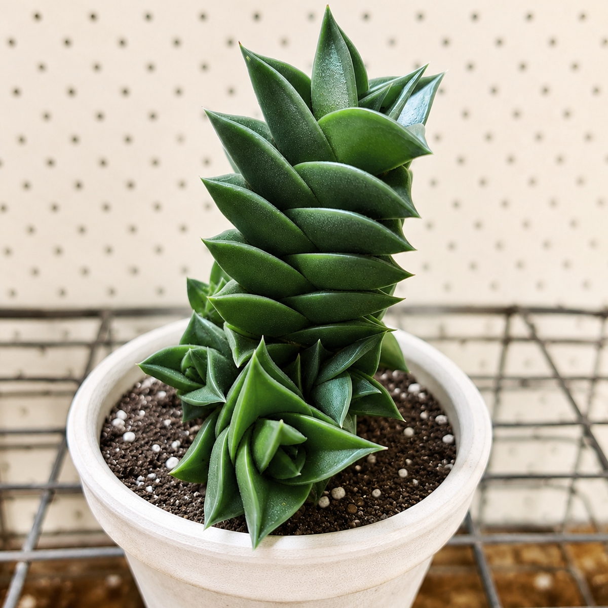Haworthia viscosa