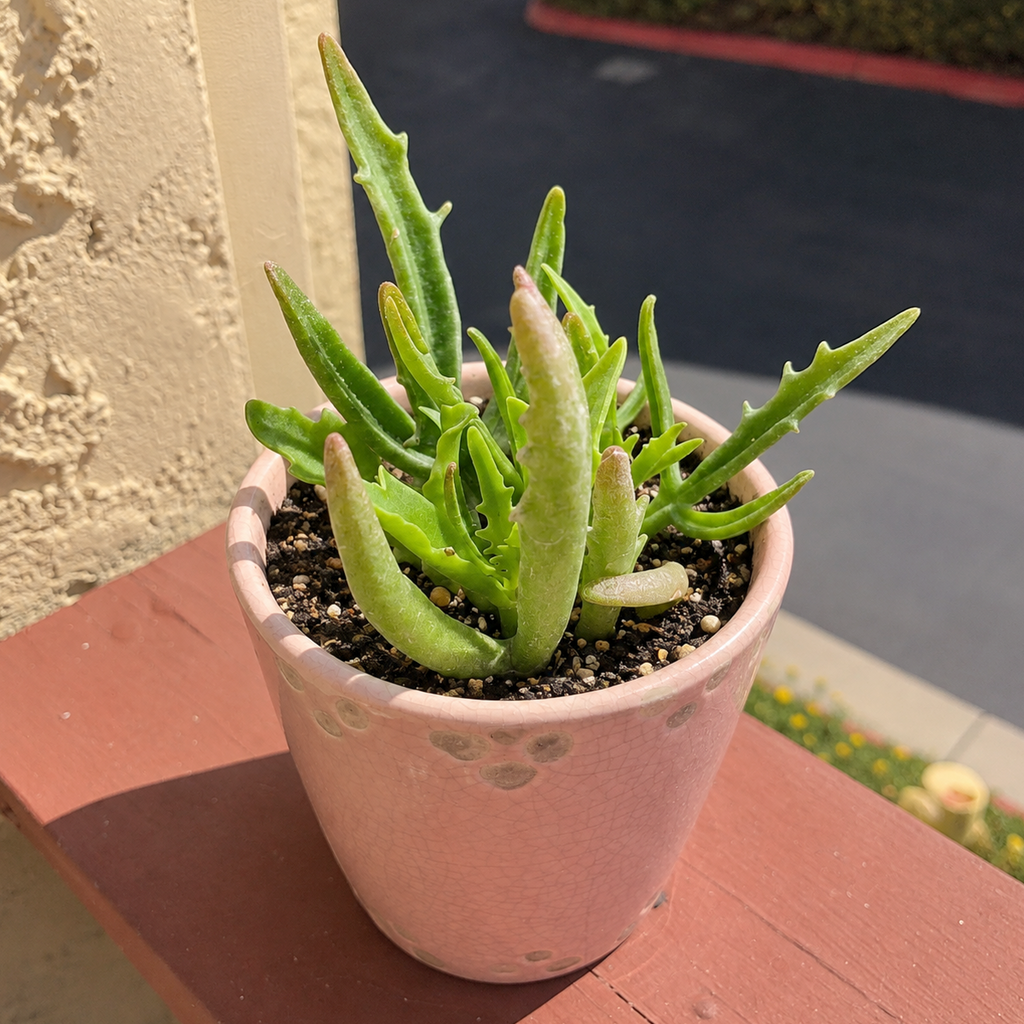Kalanchoe 'Kewensis'