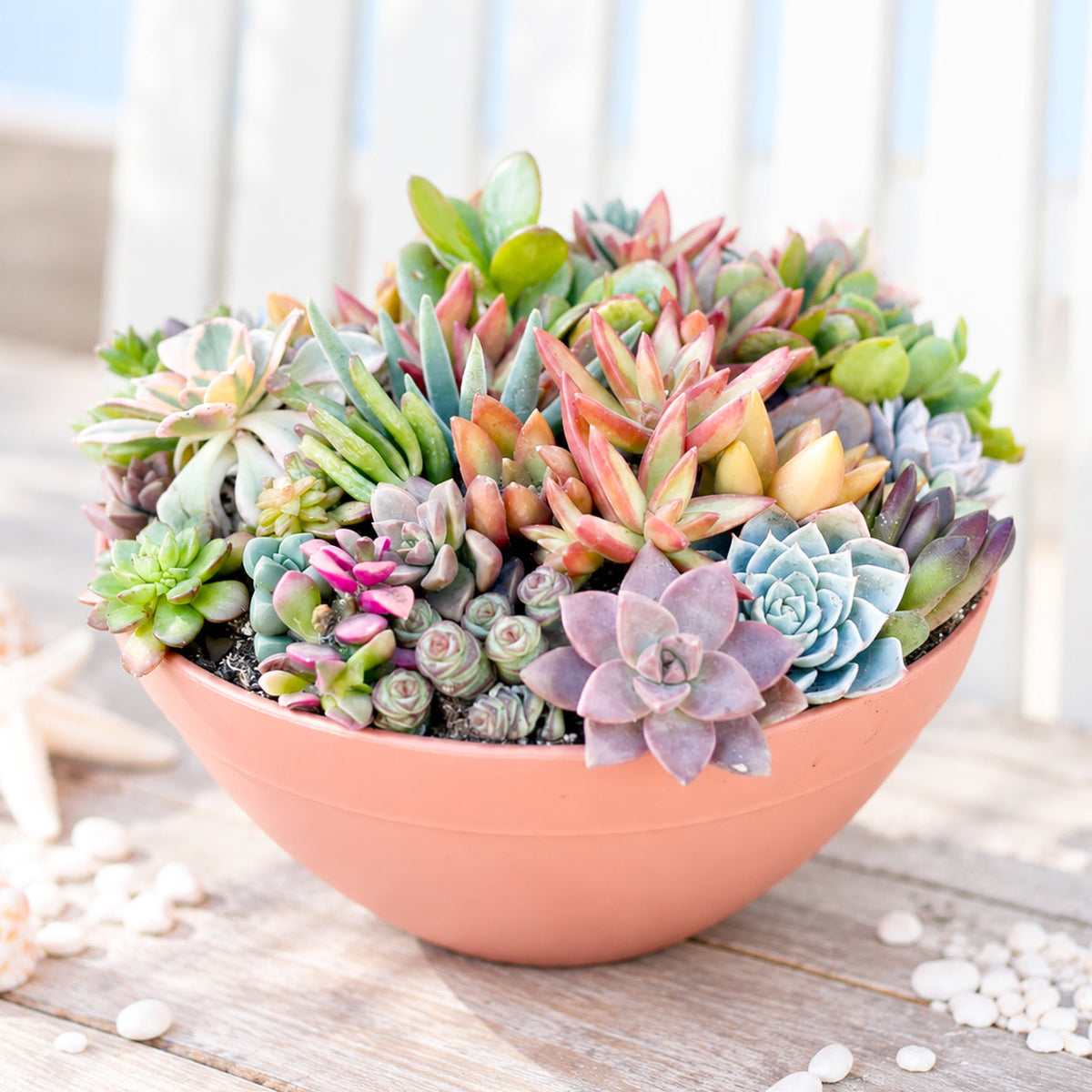 Large 10" Round Terra Cotta Succulent Arrangement