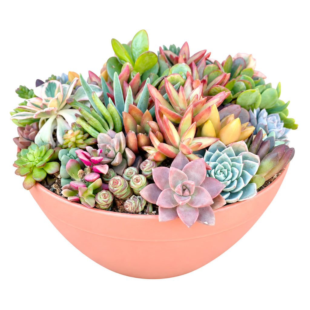 Large 10" Round Terra Cotta Succulent Arrangement