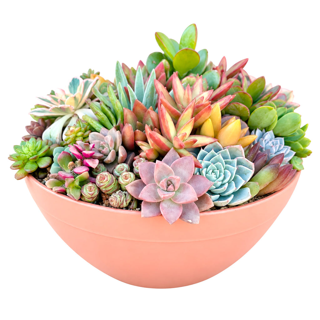 Large 10" Round Terra Cotta Succulent Arrangement