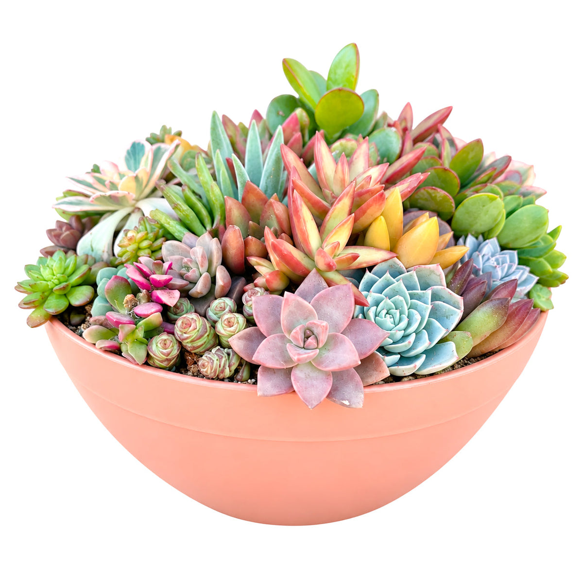 Large 10" Round Terra Cotta Succulent Arrangement