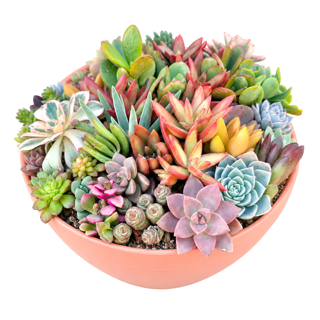 Large 10" Round Terra Cotta Succulent Arrangement