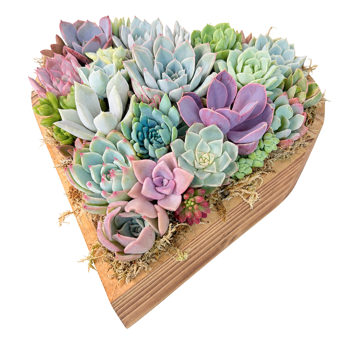 10" Heart Succulent Arrangement
