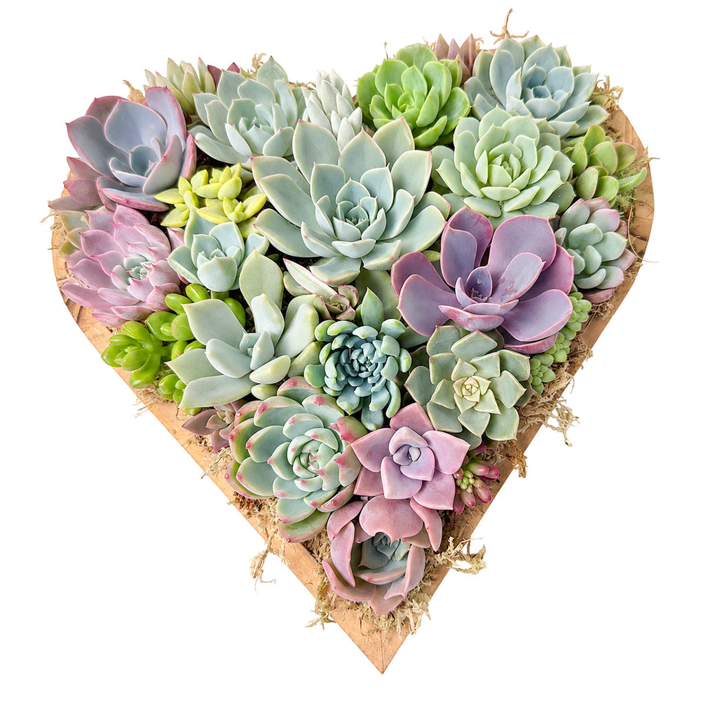 10" Heart Succulent Arrangement