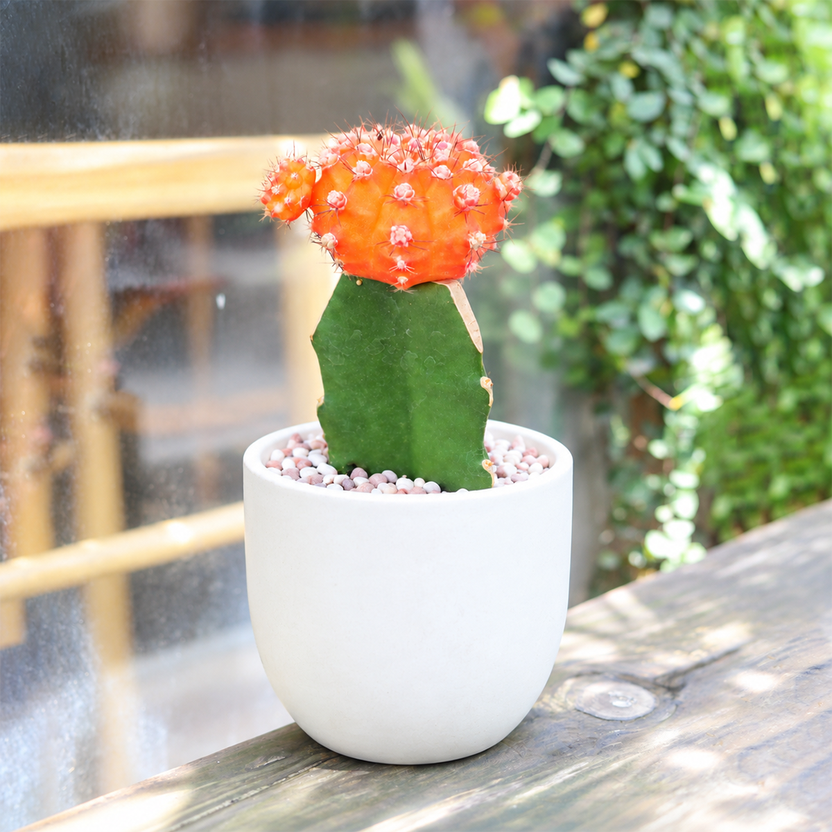 Gymnocalycium mihanovichii - Grafted Moon Cactus (Orange)