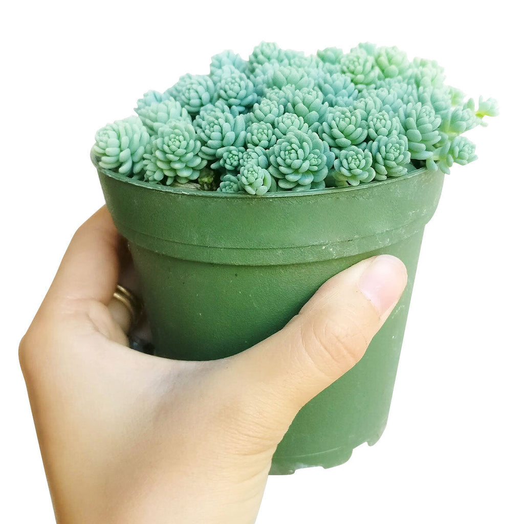 Sedum Major - Sedum dasyphyllum 'Himalayan Skies'