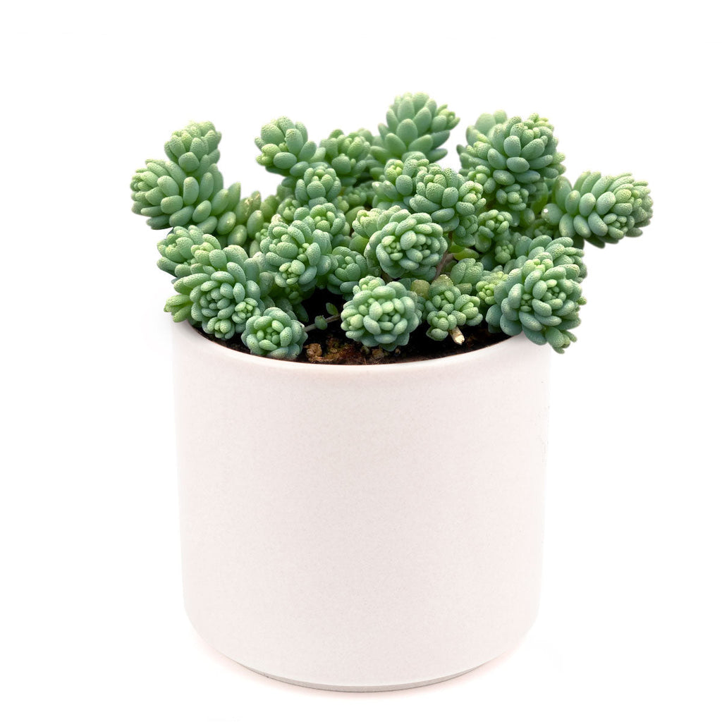 Sedum Major - Sedum dasyphyllum 'Himalayan Skies'
