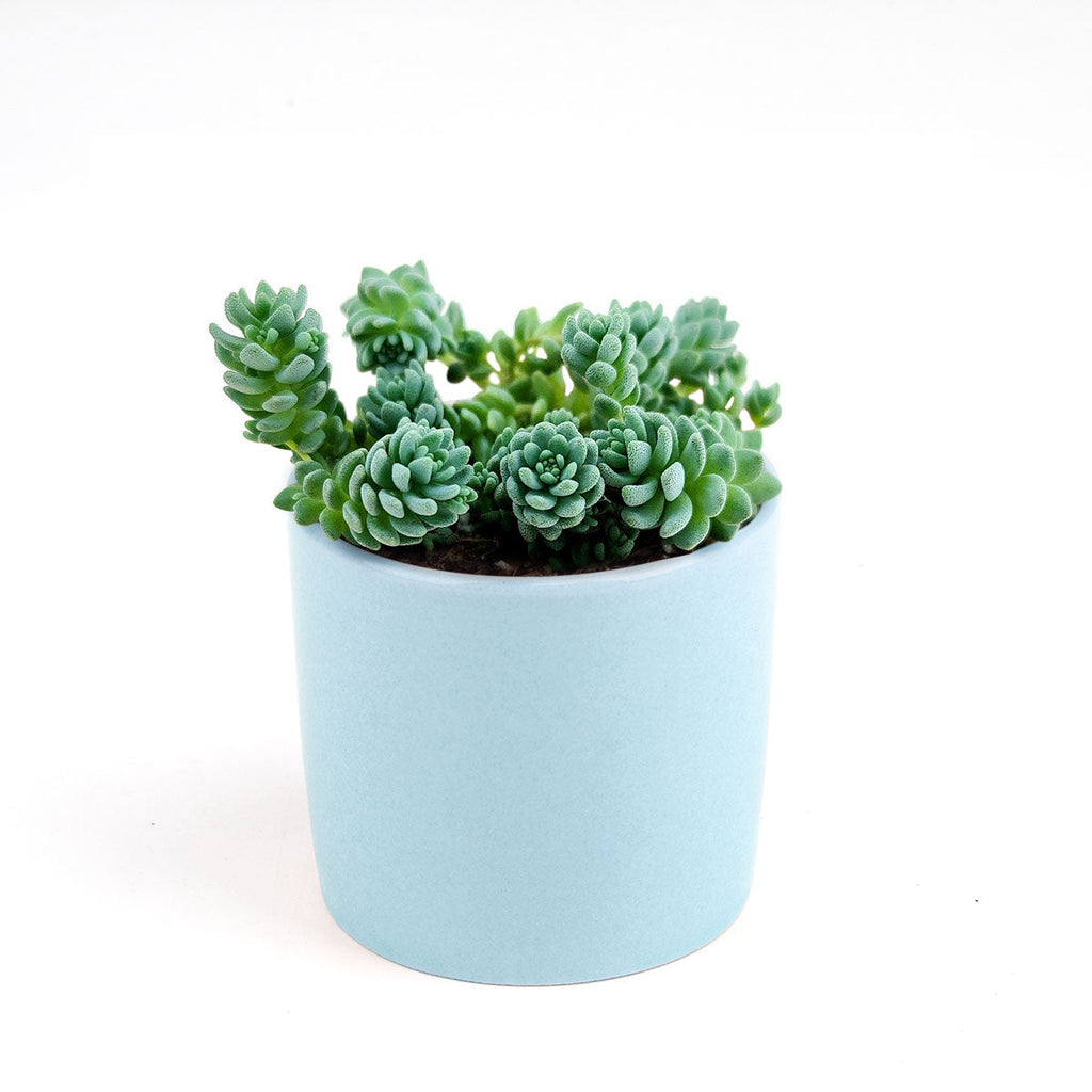 Sedum Major - Sedum dasyphyllum 'Himalayan Skies'