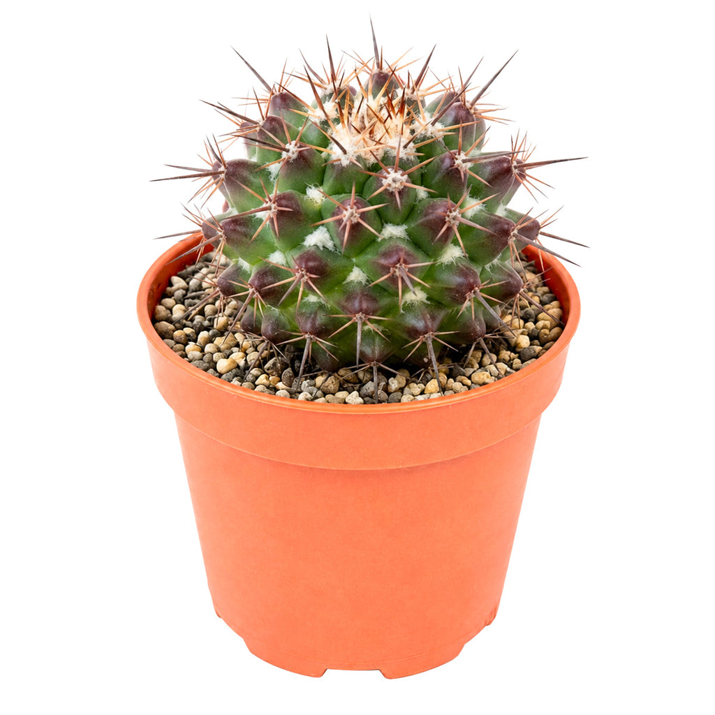 Mammillaria grusonii f. papasquiarensis